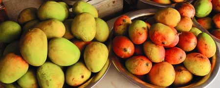 Mango | Rajkot