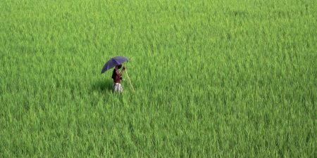 India Agriculture |
