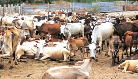 Attack On Three Youth Suspected Of Carrying Slaughterers To Cattle: Attempt To Loot