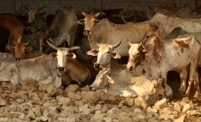 In A Blow To Centre, Sc Stays Contentious Cattle Sal