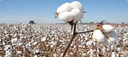 Cotton Production Decrease In Amreli-Bhavnagar And Botad