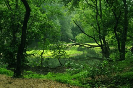 Do-You-Know-About-These-Forests-Near-Ahmedabad