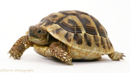Turtle