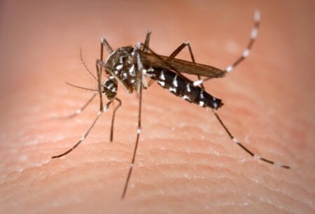 Aedes Albopictus Mosquito