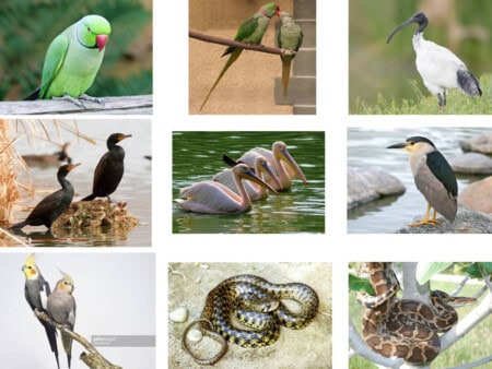 77 Animal Birds Were Brought From Praduman Park In Ahmedabad Zoo