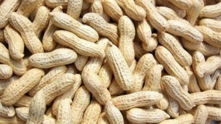 Peanut Farming 588X330