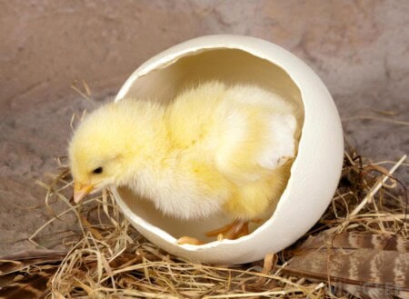 Eggs | Chicken