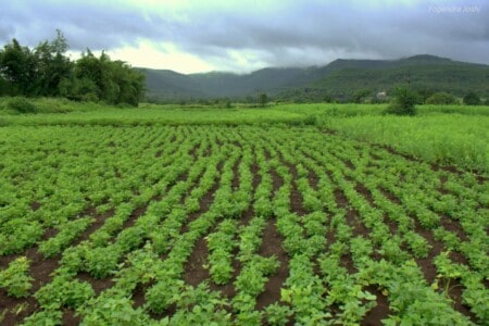 Agriculture Farm Pune Maharashtra India