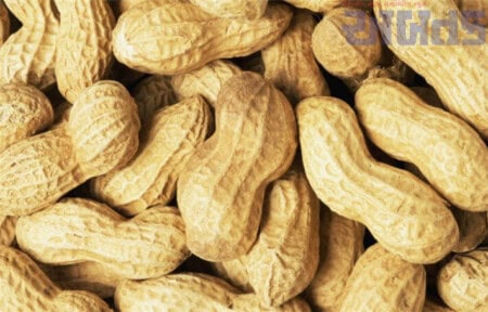 Ground Nut