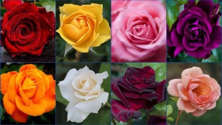 Rose Day Different Types Of Roses 784X441