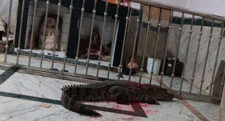 In-The-Khodiyar-Temple-Pilgrims-Entered-The-Crocodile