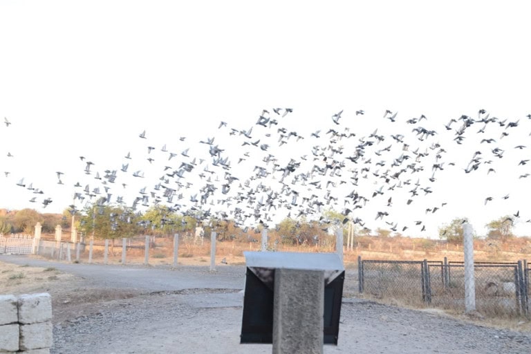 Gathering-Of-Thousands-Of-Birds-Seized-Near-The-Khapalida-Buddhist-Cave