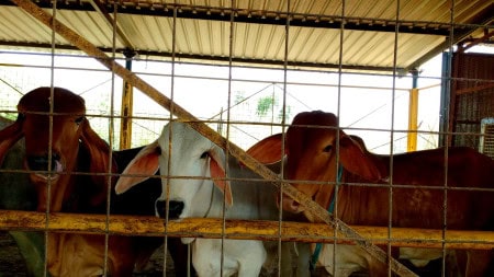 Cow In Shelter01
