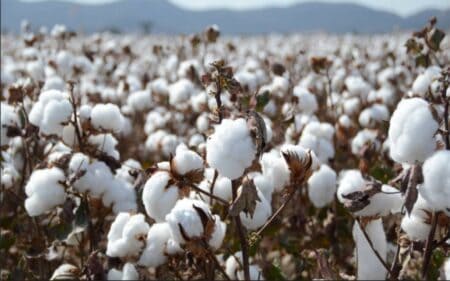 The-Lowest-Production-Of-Cotton-In-The-State-Has-Been-Recorded-In-A-Decade