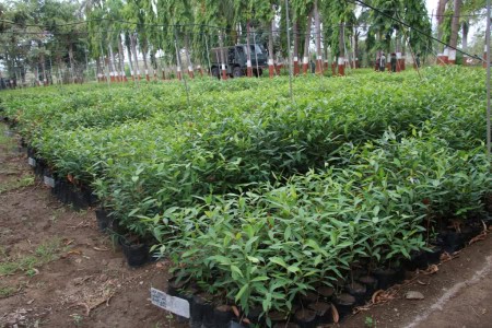 39-50-Lakh-Seedlings-Have-Been-Raised-In-Dwarka