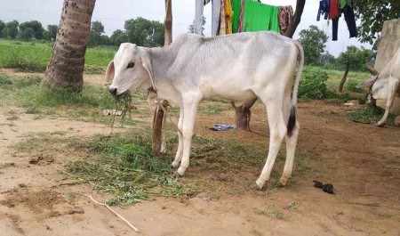 Massacre-Among-Cow-Lovers-Over-The-Killing-Of-A-Cow-Mother-In-A-Halt