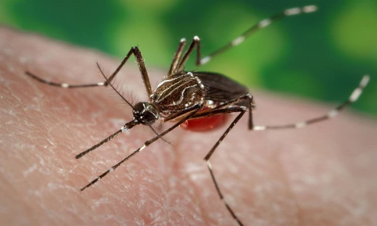 Mosquitoes Aedes Aegypti Carrier Yellow Fever Dengue