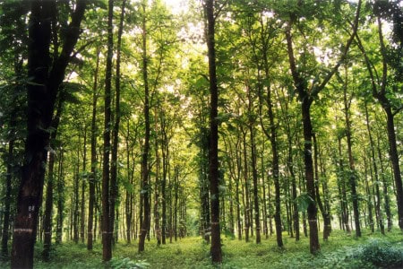 Types Of Forest Large