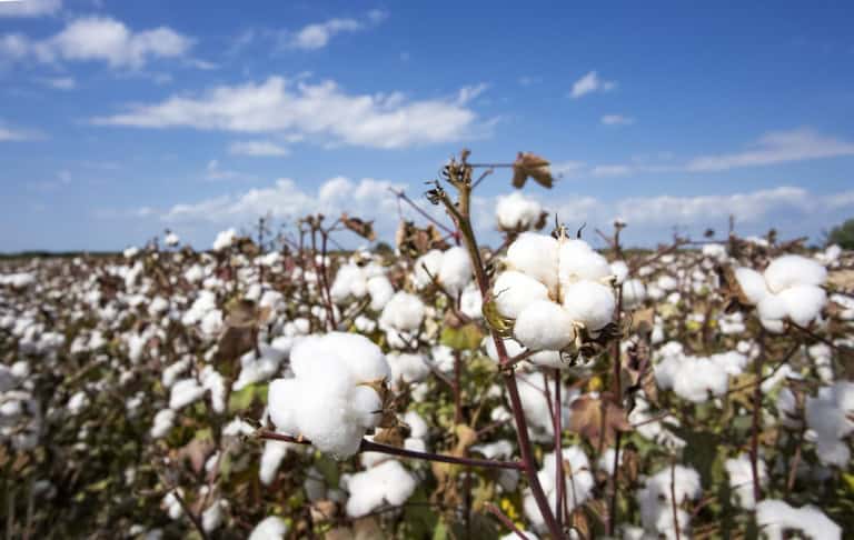 Cotton Field Agriculture Harvest Turkey Izmir 1058375002 1289X816