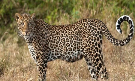 Leopard1 Gandhinagar Footprints Of Leopard Found On The Banks Of Riv 0