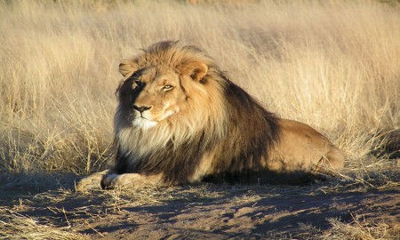 1200Px Lion Waiting In Namibia