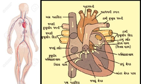 123795731 Human Body Parts Circulatory Vascular System Man Anatomy Hand Drown Vector Sketch Illustration Isola