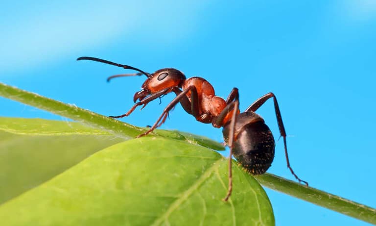 Ant Facts And Information For Kids 1107054065