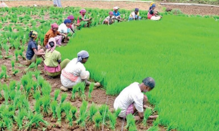 Zero Budget Farming Benefits 5 78 Lakh Farmers Andhra Pradesh Ranks First