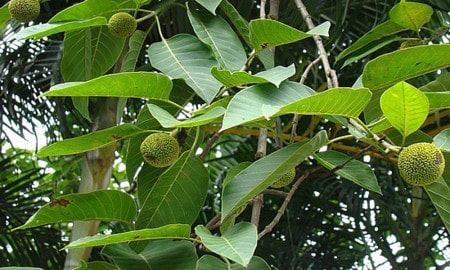 Anthocephalus Cadamba Kadamba Tree1