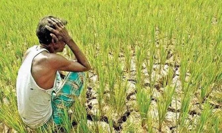 Farmer Midday Gujarati D
