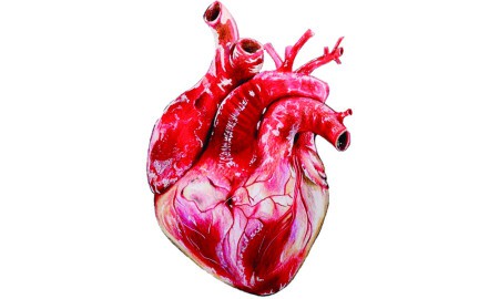 Heart Realistic Drawing Realistic Heart 11563024789Kixqyenwmac
