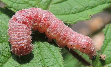Cotton Caterpillar
