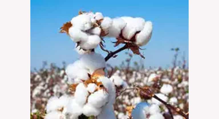 Indias Cotton Exports Could Jump 40 To Seven Year High As Prices Rally