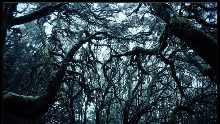 Horror Trees By Nichofsky D4Pdogi Fullview
