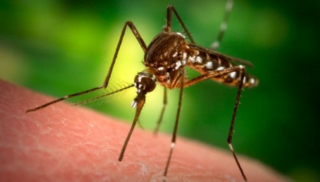 Mosquito Sick 1