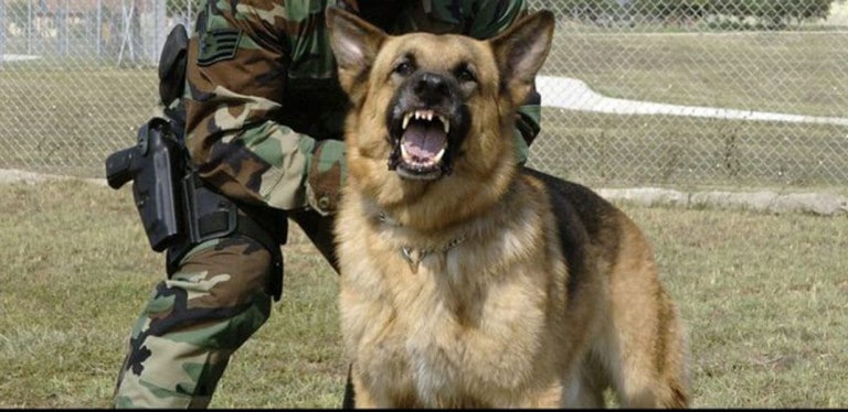 800Px Military Dog And Handler E1547555338394 696X339 1