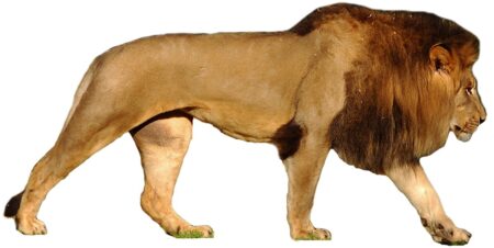Lion Png23281