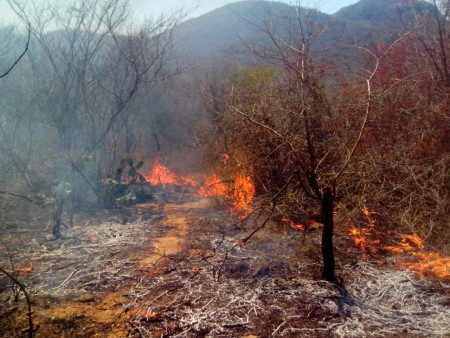 Odisha Simlipal National Park Burning 01