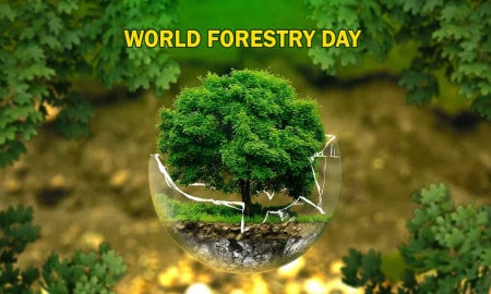 World Forestry Day Theme Slogan Poster Quotes Images Messages Significance History And Awareness Program