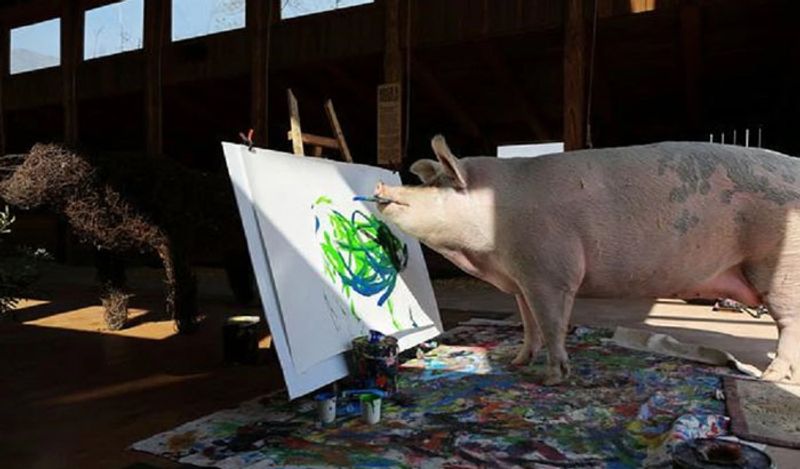 painter pig pigkaso 1 jpg