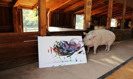 Painter Pig Pigkaso 4 Jpg