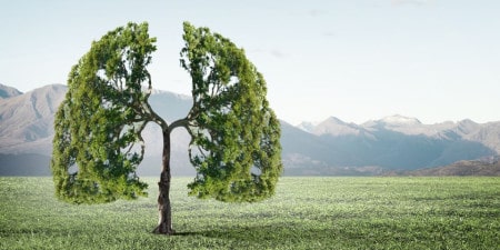 Oxygen Tree Image