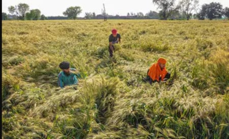 Punjab Farmers