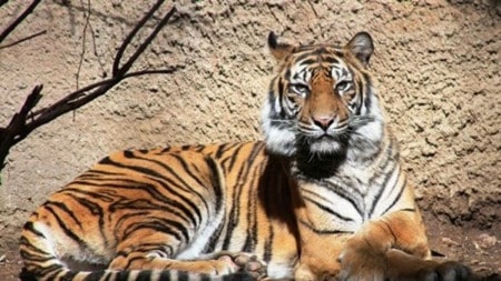 Tiger Female