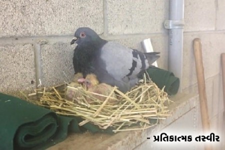 Pigeons Nesting 1