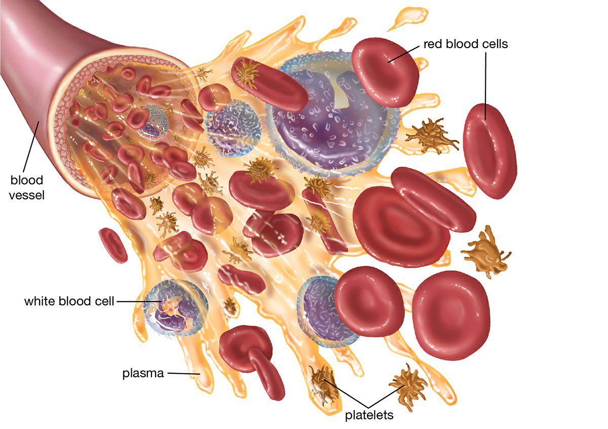 Blood components blood cells platelets plasma white1 1