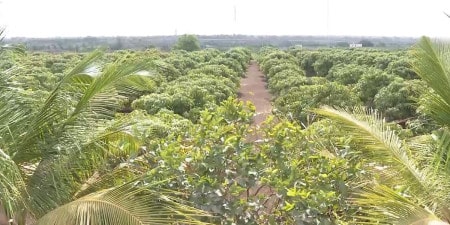 Mango Farm 2