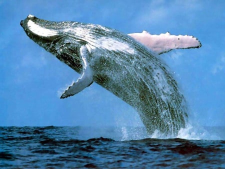 Blue Whale Pictures 31