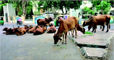 Dhor Road Cow
