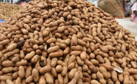 Peanuts Groundnuts